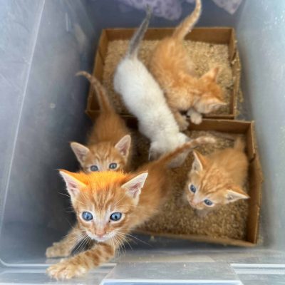 kittens-IMG_0684